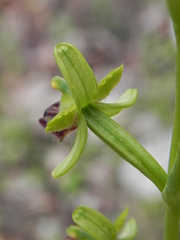 Ophrys sphegodes sphegodes