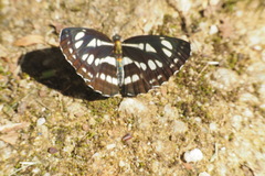 Neptis