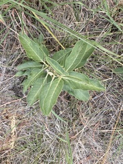 Asclepias oenotheroides