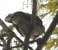 Nesoenas picturatus