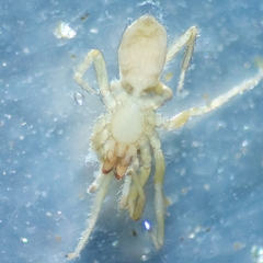 Dysderidae