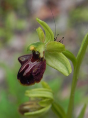 Ophrys sphegodes sphegodes