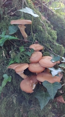 Kuehneromyces mutabilis
