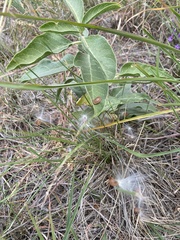 Asclepias oenotheroides
