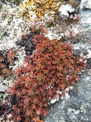 Saxifraga