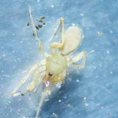 Dysderidae