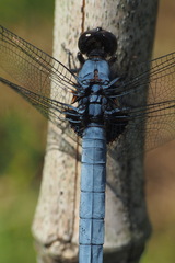 Orthetrum melania melania