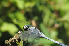 Orthetrum albistylum speciosum