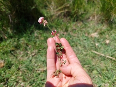 Trifolium polymorphum