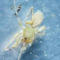 Dysderidae