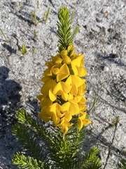 Cyclopia genistoides