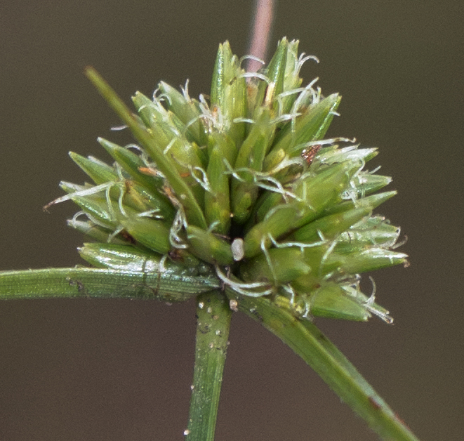 Cyperus lupulinus