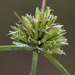 Great Plains Flatsedge - Photo (c) aarongunnar, some rights reserved (CC BY), uploaded by aarongunnar