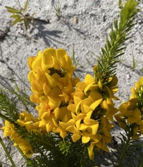 Cyclopia genistoides