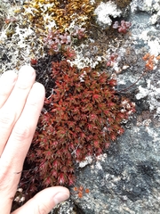Saxifraga