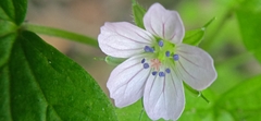 Geranium nepalense