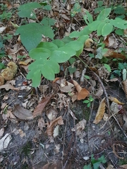 Polygonatum multiflorum