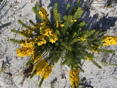 Cyclopia genistoides