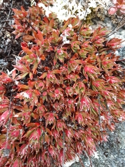 Saxifraga