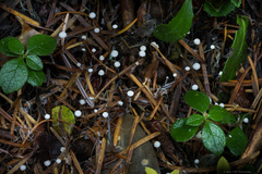 Marasmiellus filopes