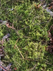 Pleurozium schreberi