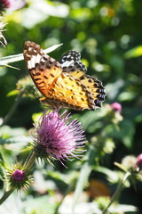 Argynnis hyperbius hyperbius