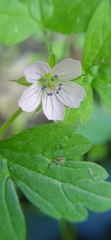 Geranium nepalense
