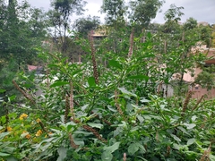 Phytolacca heterotepala