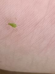 Macrosiphum