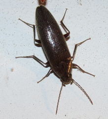 Synchroa punctata