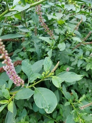 Phytolacca heterotepala