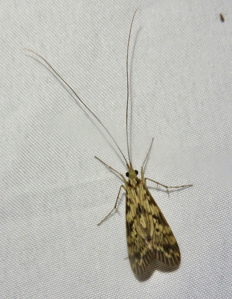 Leptonema cinctum