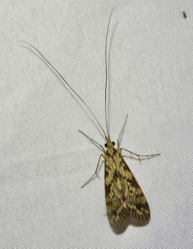 Leptonema cinctum