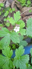 Geranium nepalense