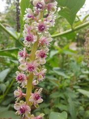 Phytolacca heterotepala