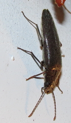 Synchroa punctata