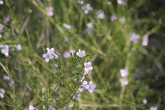 Cyanothamnus coerulescens