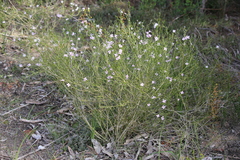 Cyanothamnus coerulescens