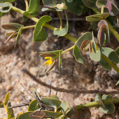 Rafnia acuminata
