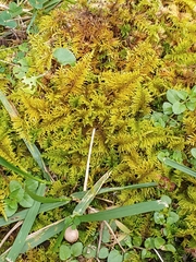 Thuidium delicatulum