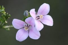Cyanothamnus coerulescens
