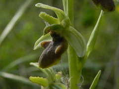 Ophrys sphegodes sphegodes