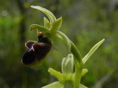 Ophrys sphegodes sphegodes