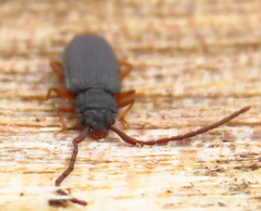 Uleiota debilis