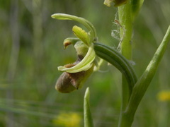 Ophrys sphegodes sphegodes