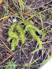 Lycopodiella