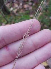 Festuca ovina