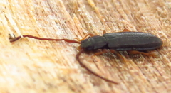 Uleiota debilis