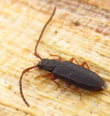 Uleiota debilis