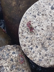 Grapsus adscensionis